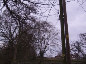 Telephone poles lashed together because Openreach can't afford to  swop cables from the old pole to the new one.